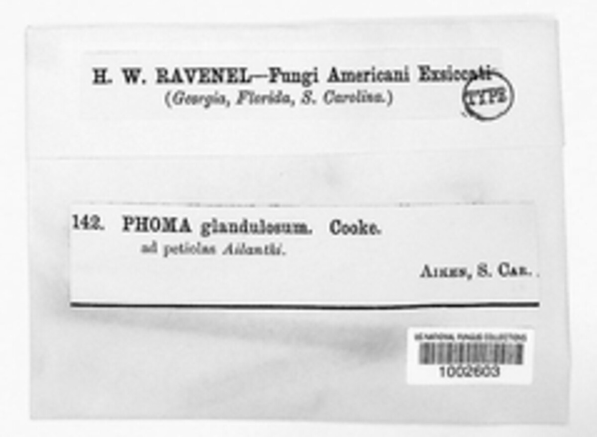 Phoma glandulosa image